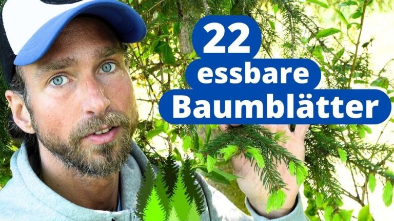 Mehr über den Artikel erfahren Essbare Baumblätter – Superfood aus dem Wald